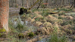 Vernässte Aue mit stehenden Wasserflächen, moosbedeckten Baumstümpfen und Grasbüscheln in einem Waldgebiet