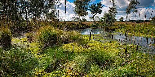 Moorloch Lüneburger Heide