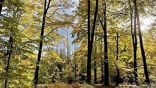 Laubwald in der Sächsischen Schweiz im Sonnenschein