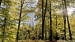 Laubwald in der Sächsischen Schweiz im Sonnenschein