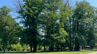 Bäume im Gartendenkmal „Park Raben Steinfeld“ in Mecklenburg-Vorpommern