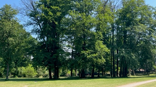 Bäume im Gartendenkmal „Park Raben Steinfeld“ in Mecklenburg-Vorpommern
