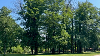 Bäume im Gartendenkmal „Park Raben Steinfeld“ in Mecklenburg-Vorpommern
