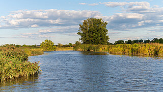 Flussmündung mit ruhigem Wasser, umgeben von Schilf und Bäumen unter blauem Himmel mit Wolken