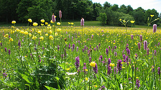 Blühwiese vor Wald und Himmel