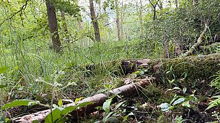 Bodennahe Aufnahme eines feuchten, moosbewachsenen Waldbodens mit liegenden Ästen und dichtem Gras unter Bäumen im Hintergrund