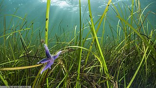 Unterwasseraufnahme eines violetten Seesterns zwischen langen, grünen Seegrasblättern mit Sonnenlicht, das durch das Wasser scheint