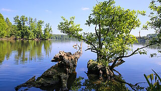 See mit bewachsener Uferlandschaft