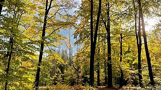 Herbstlicher Buchenwald