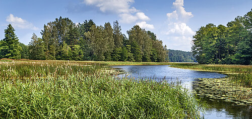 mitteleuropäische Wald- und Moorlandschaft