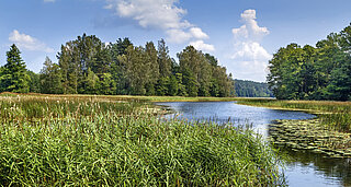 mitteleuropäische Wald- und Moorlandschaft