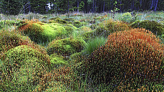 Frauenhaarmoos im Nationalpark Hunsrück-Hochwald in Rheinland Pfalz
