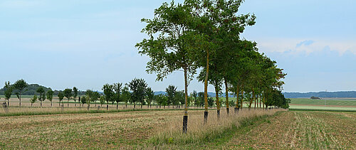 Wiese mit Baumreihe vor blauem Himmel