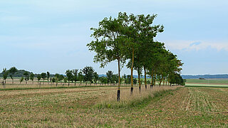 Wiese mit Baumreihe vor blauem Himmel