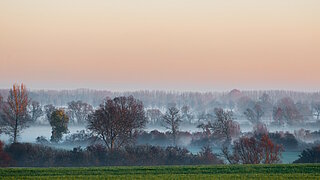 Blick auf Wiese und Wald im Nebel