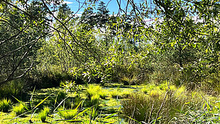 Sonnendurchflutetes Moor mit grünen Grasbüscheln, Büschen und Bäumen im Hintergrund