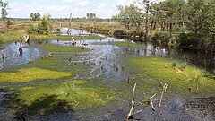 Wiedervernässtes Hochmoor