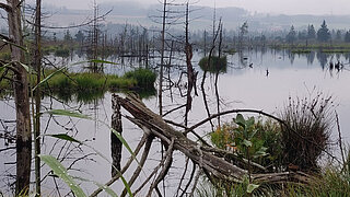 Wasserfläche im Wurzacher Ried mit abgestorbenen Bäumen und Schilf