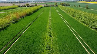 landwirtschaftlich genutztes Feld mit Baumreihe in der Mitte.