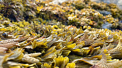 Nahaufnahme von Braunalgen mit fleischigen, blattartigen Strukturen