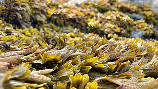 Nahaufnahme von Braunalgen mit fleischigen, blattartigen Strukturen