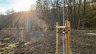 Sonnenstrahlen fallen auf eine Reihe junger Bäume, die mit Holzpfählen abgestützt sind, vor einem bewaldeten Hang
