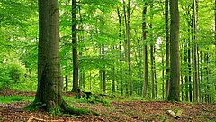 Naturnaher Laubwald