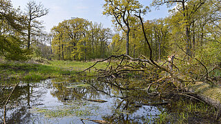 Fluss mit umgestürztem Baum und grün belaubten Bäumen im Hintergrund unter blauem Himmel