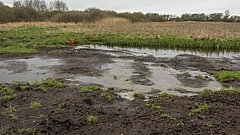 Wiedervernässte Moorfläche