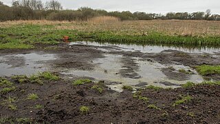 Wiedervernässte Moorfläche
