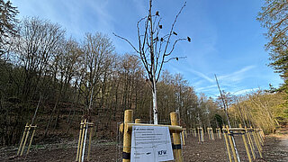Junge Bäume in einer Reihe auf einem Feld, jeder Baum mit Holzpfosten abgestützt, im Hintergrund Wald und blauer Himmel