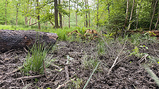 Wald mit umgestürztem Baumstamm, feuchtem, unebenem Boden und jungen Pflanzen im Vordergrund