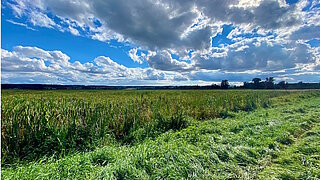 Weite Wiese mit hohem Gras und Rohrkolben unter bewölktem Himmel