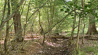 Wald mit dichtem Baumbestand und trockenem, eingeschnittenem Boden, der auf eine künstliche Entwässerung hinweist